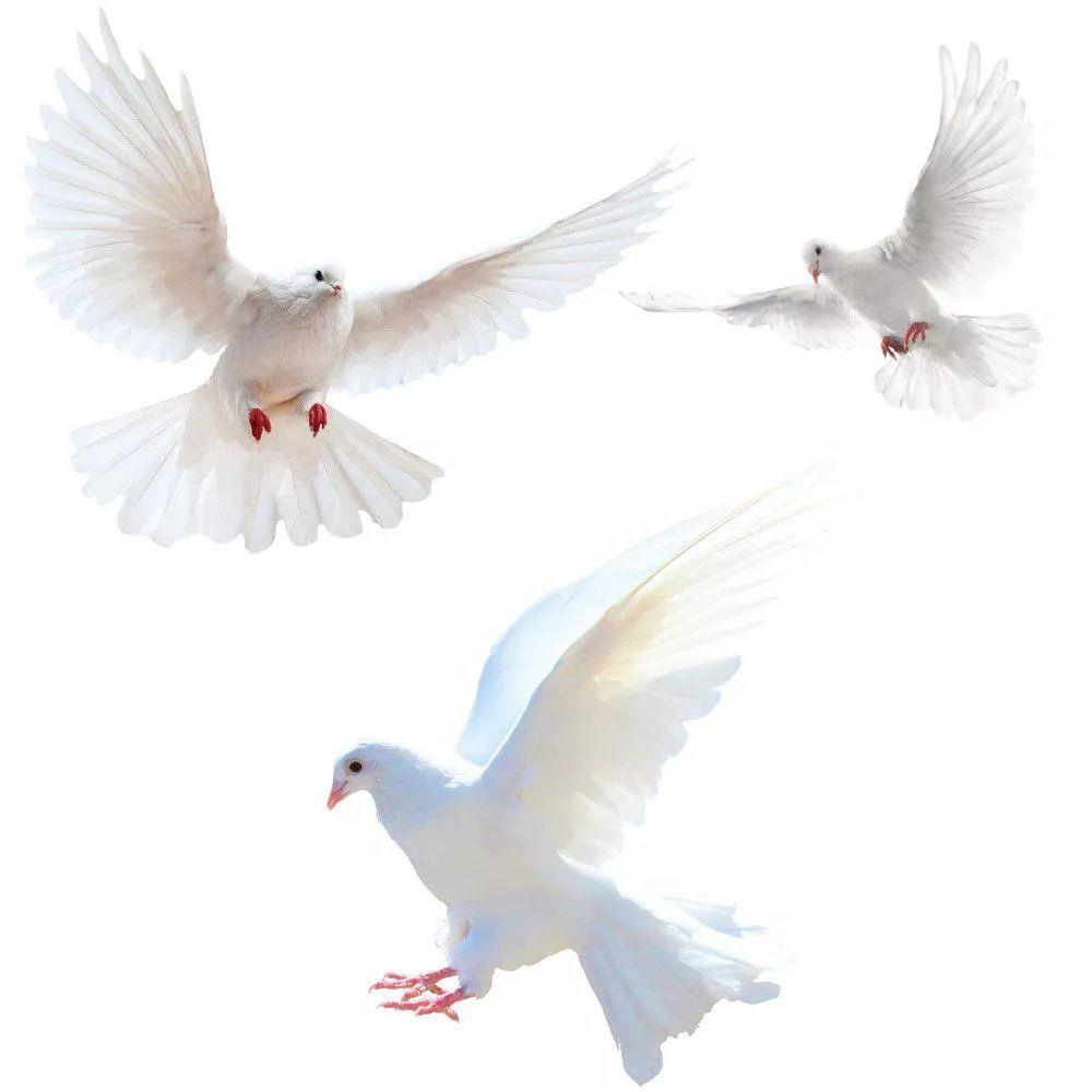 Peace Dove Wall Stickers for L - Home Center Bathroom Accessories ulasan dan harga