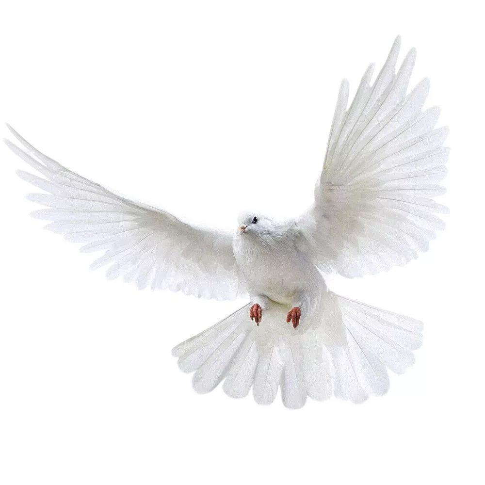 Peace Dove Wall Stickers for L - Home Center Bathroom Accessories ulasan dan harga