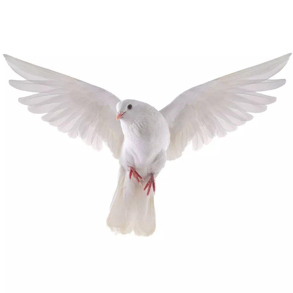 Peace Dove Wall Stickers for L - Home Center Bathroom Accessories ulasan dan harga